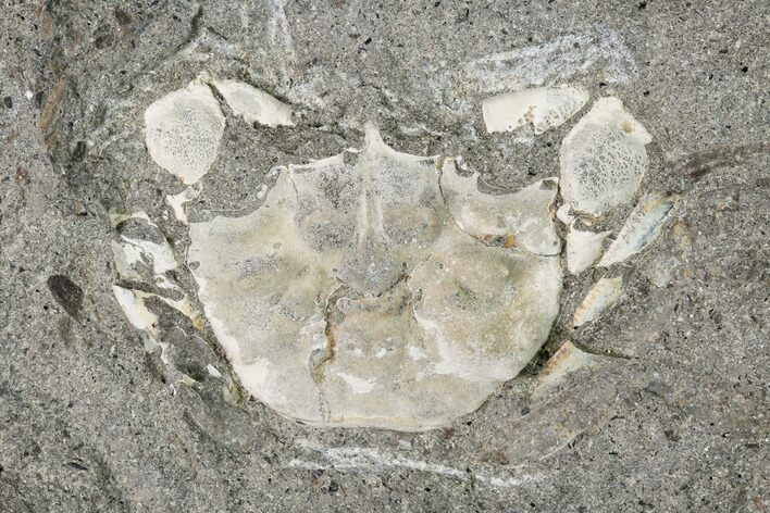 Fossil Crab (Longusorbis) Nodule Half - Canada #145363